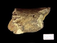 藏品(不明肢骨)的圖片